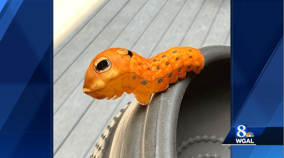 spicebush-swallowtail-caterpillar-64f7d37e220a6691808