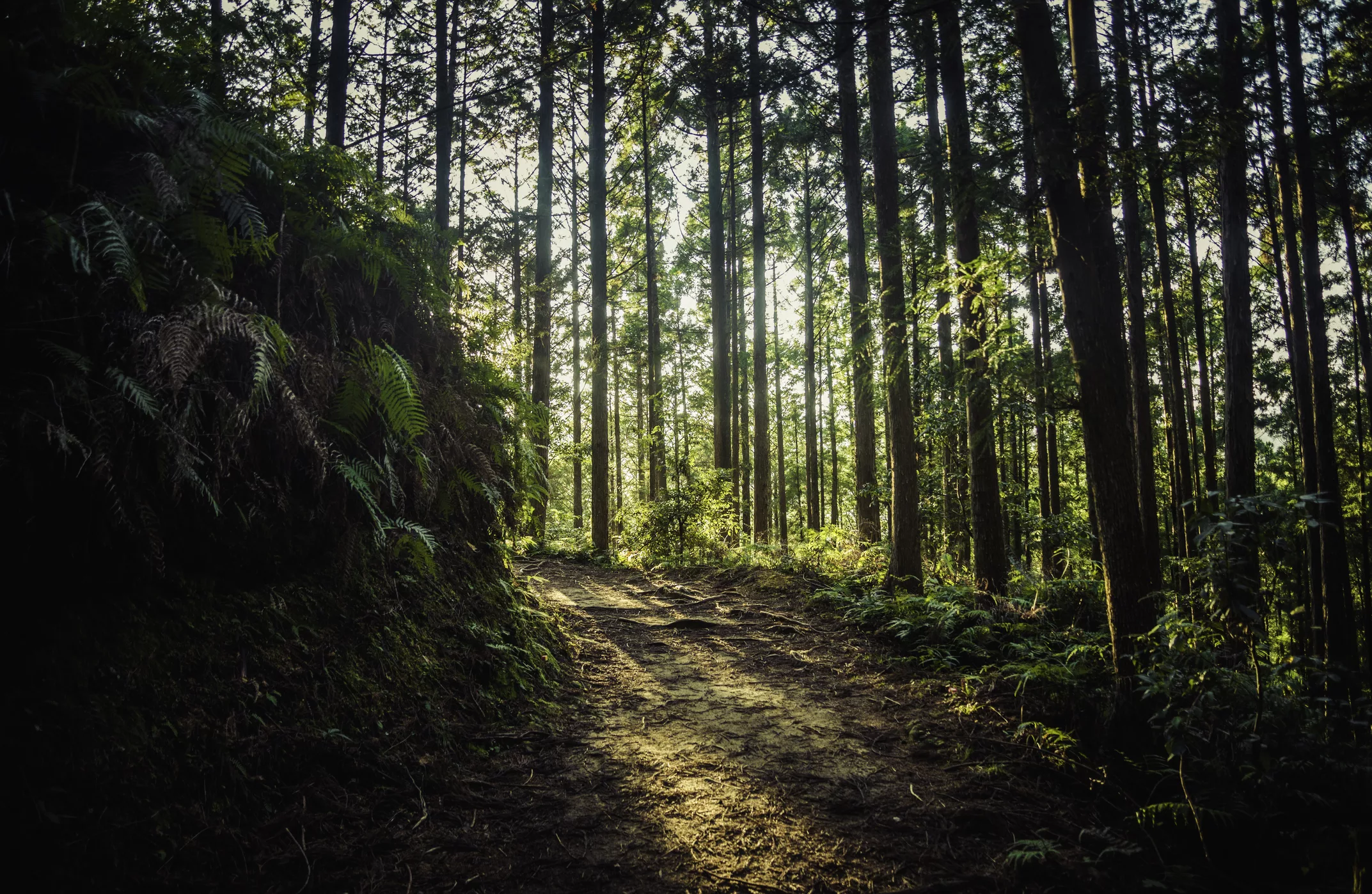 hiking-in-the-mountains-of-wakayama-japan