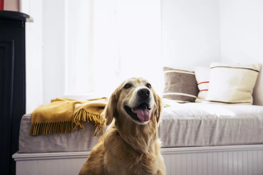 dog-sitting-in-front-of-bed-at-home