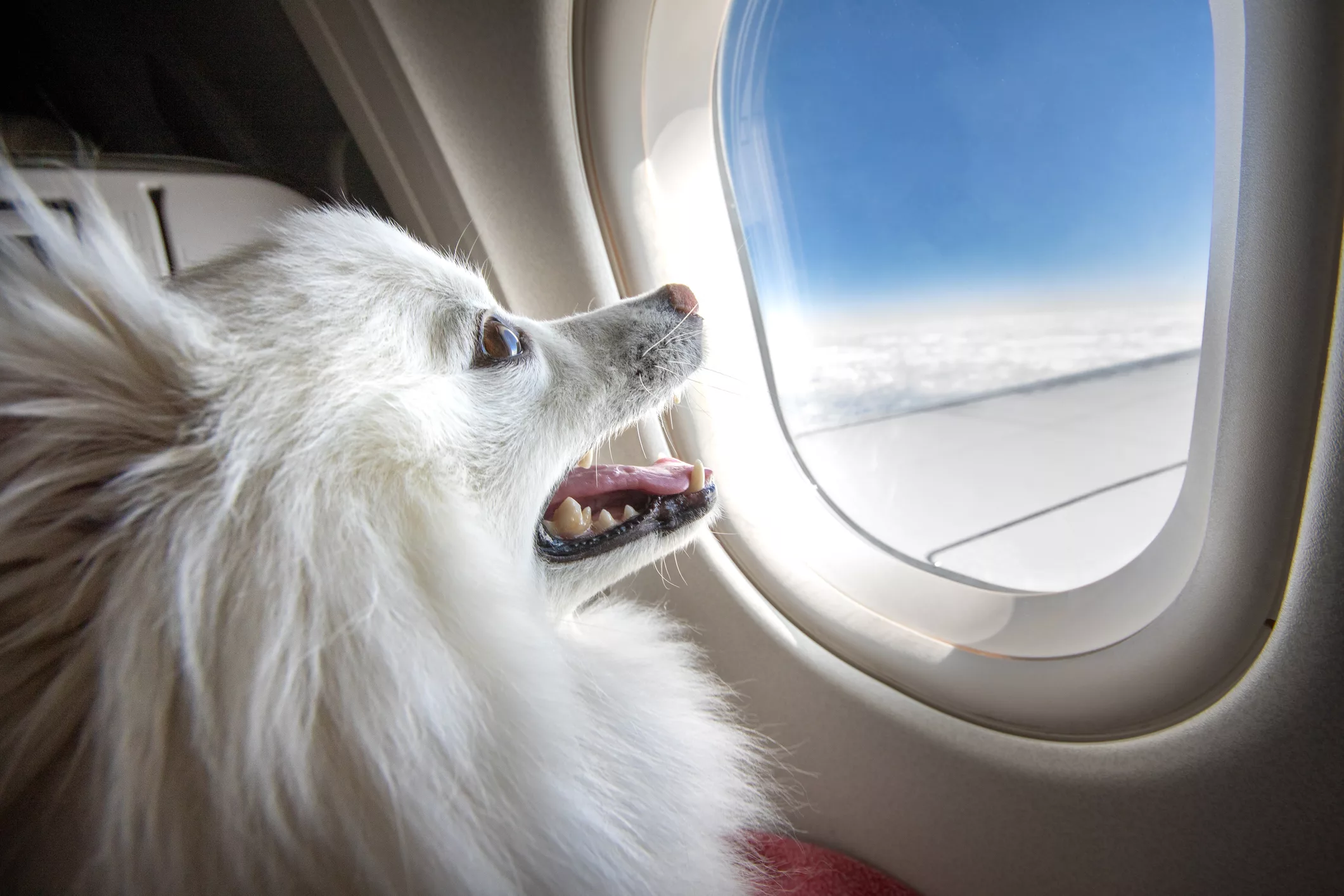 dog-on-an-airplane