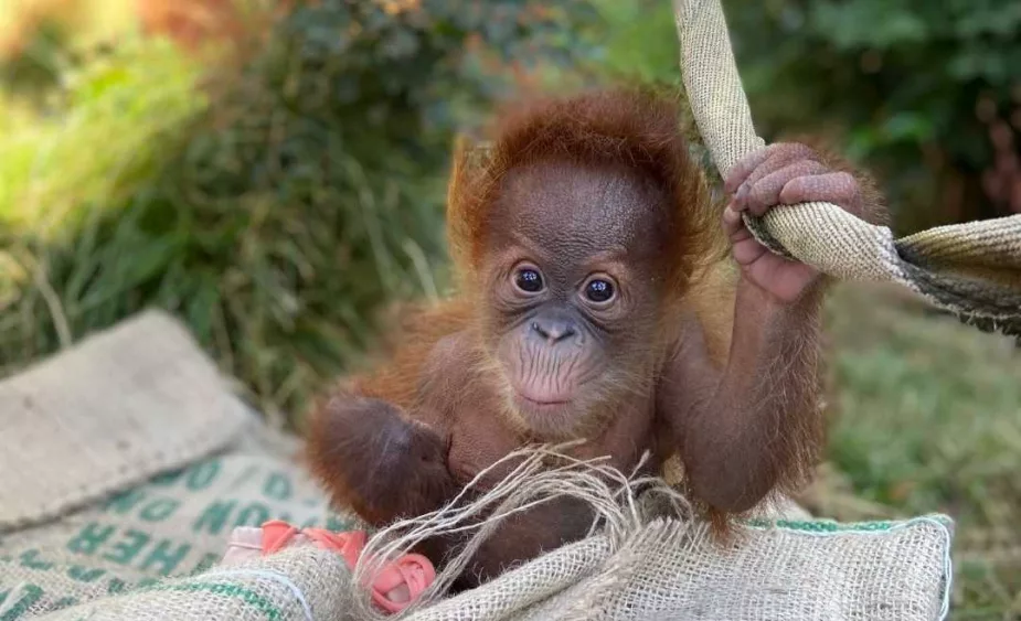 baby-orangutan-1-64ff7e940ab7a279860