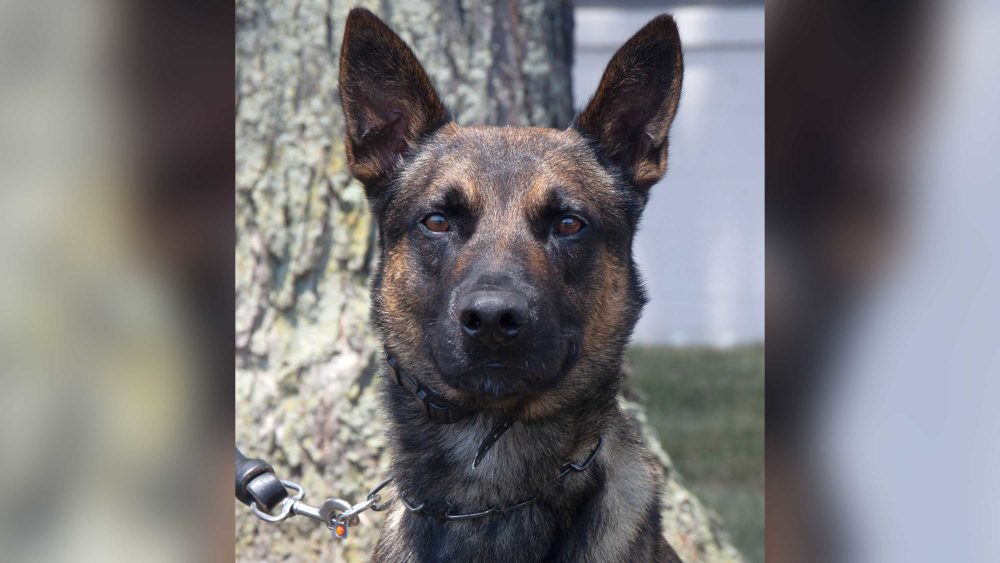 Meet Yoda, the police dog that helped capture Pennsylvania fugitive ...