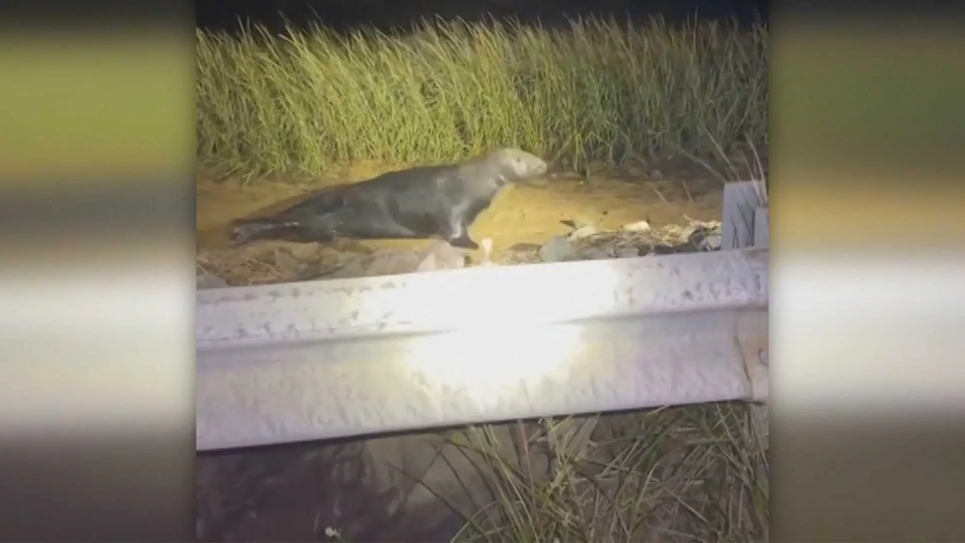 police-help-wandering-seal-provincetown-massachusetts-9-16-2023-65075d49874ce600896