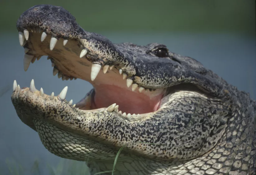 alligator-portrait-close-up