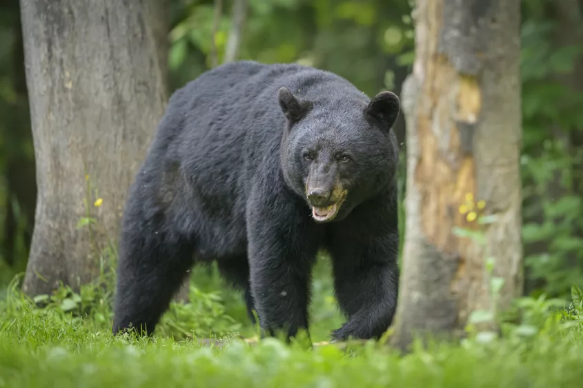 a-large-male-black-bear-walks-along-the-edge-of-the-forest