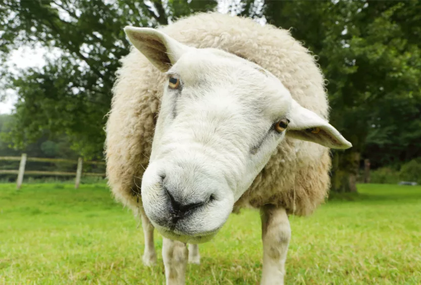 sheep-in-field-looking-at-camera