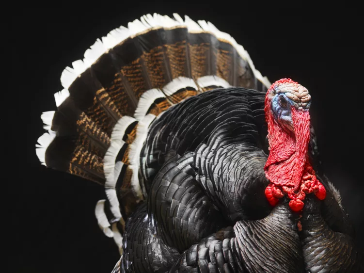 wild-turkey-meleagris-gallopavo