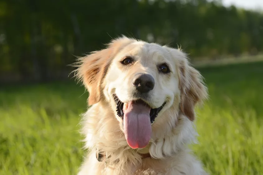 portrait-of-golden-retriever