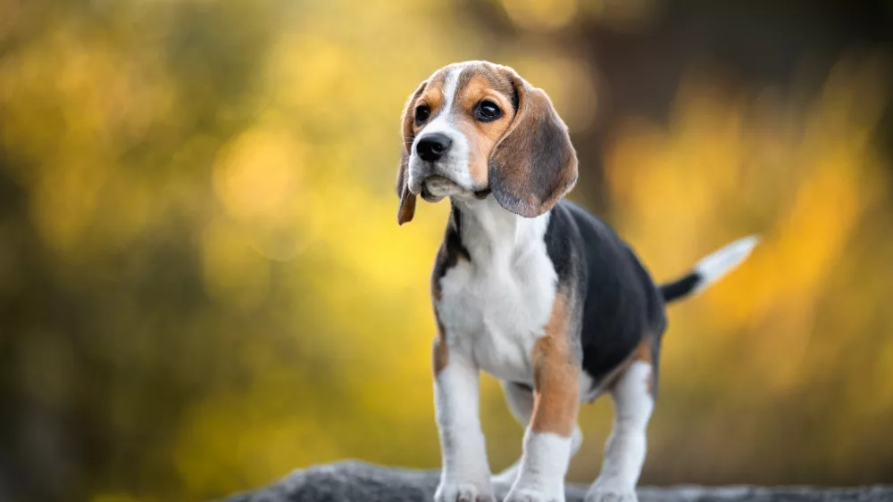 close-up-of-beagle-looking-away-while-standing-on-rockpoland