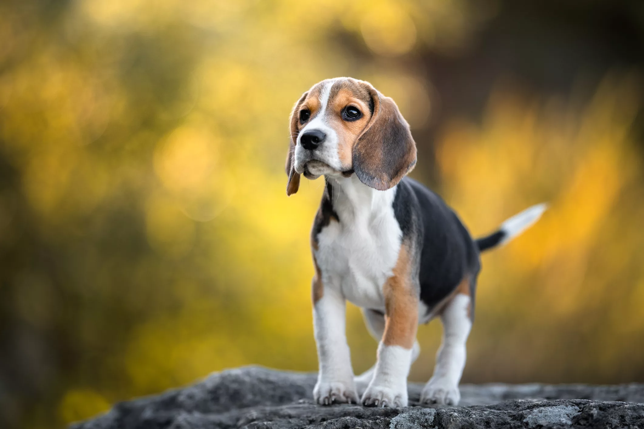 close-up-of-beagle-looking-away-while-standing-on-rockpoland