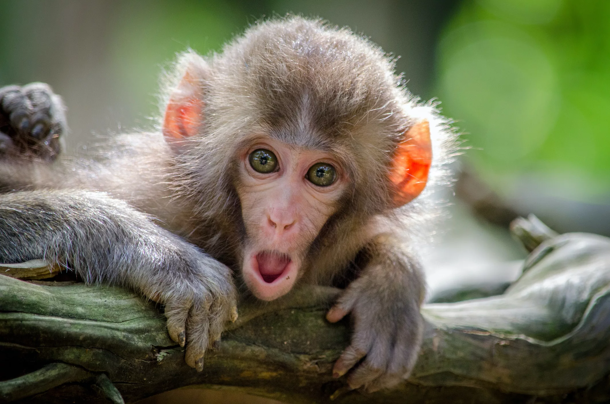 surprised-monkey-in-the-wildlife