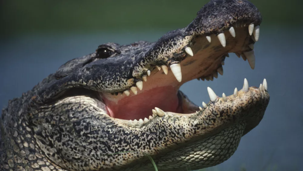 alligator-with-mouth-open
