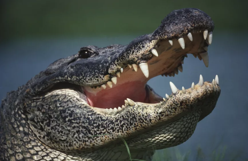 alligator-with-mouth-open