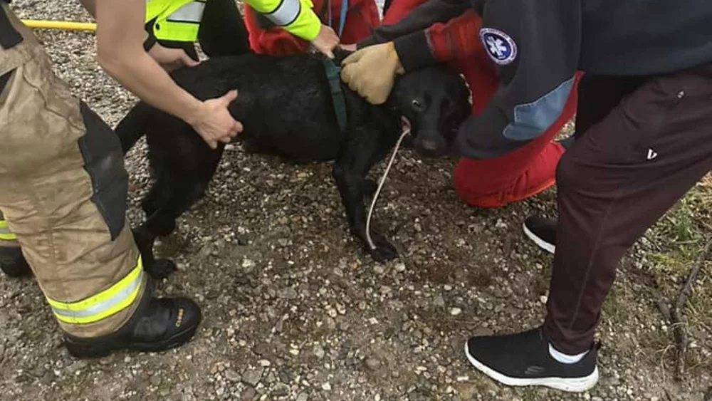 drowning-dog-rescued-culvert-cranberry-bog-carlisle-massachusetts-10-7-2023-65242f6c1fa58530119