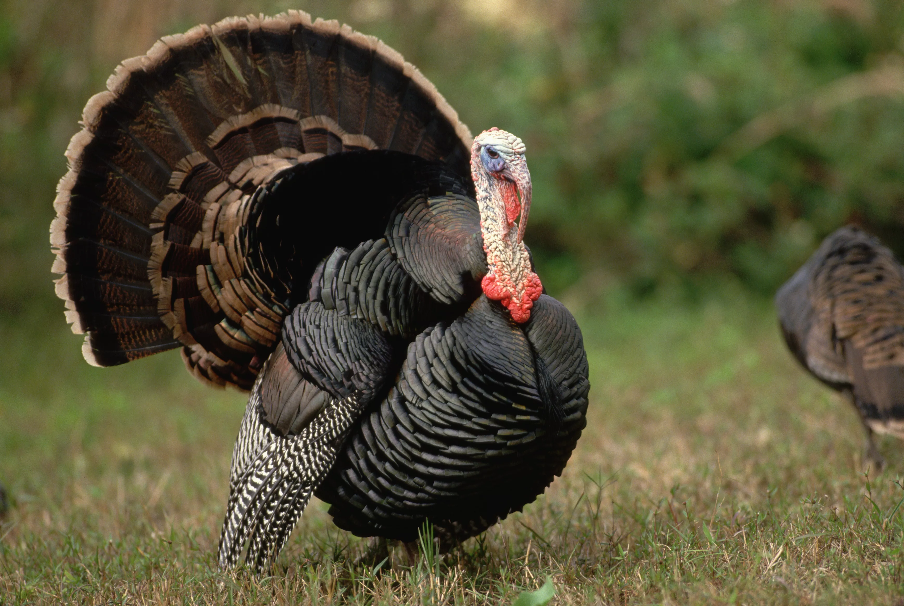 wild-turkey-in-courtship-display