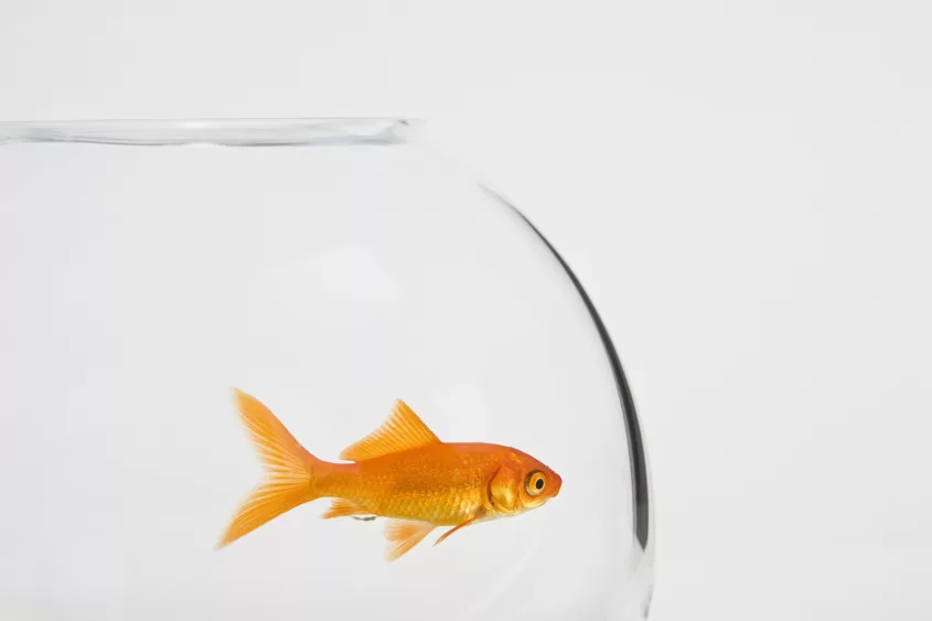 a-goldfish-in-a-fishbowl