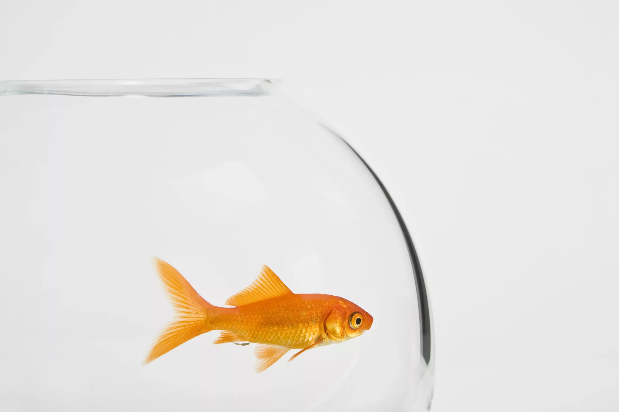 a-goldfish-in-a-fishbowl