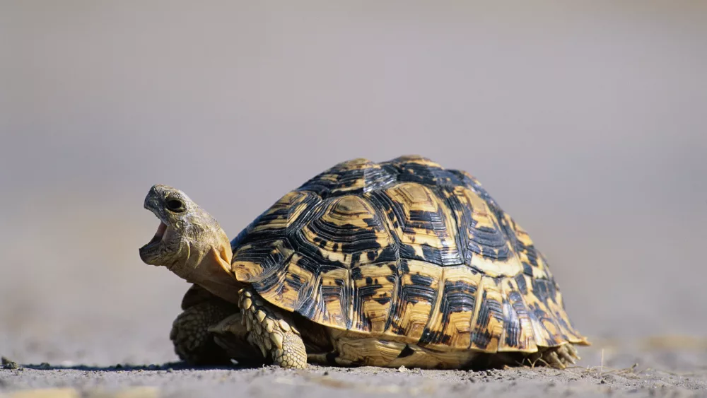 leopard-tortoise-with-open-mouth
