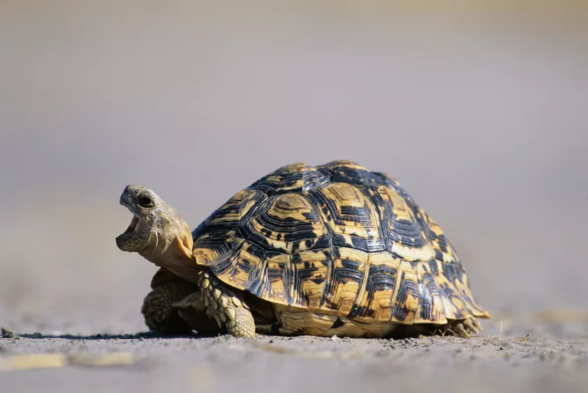 leopard-tortoise-with-open-mouth