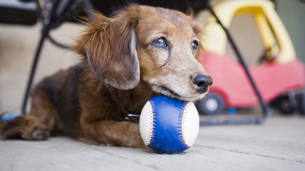 long-haired-dachshund-with-ball