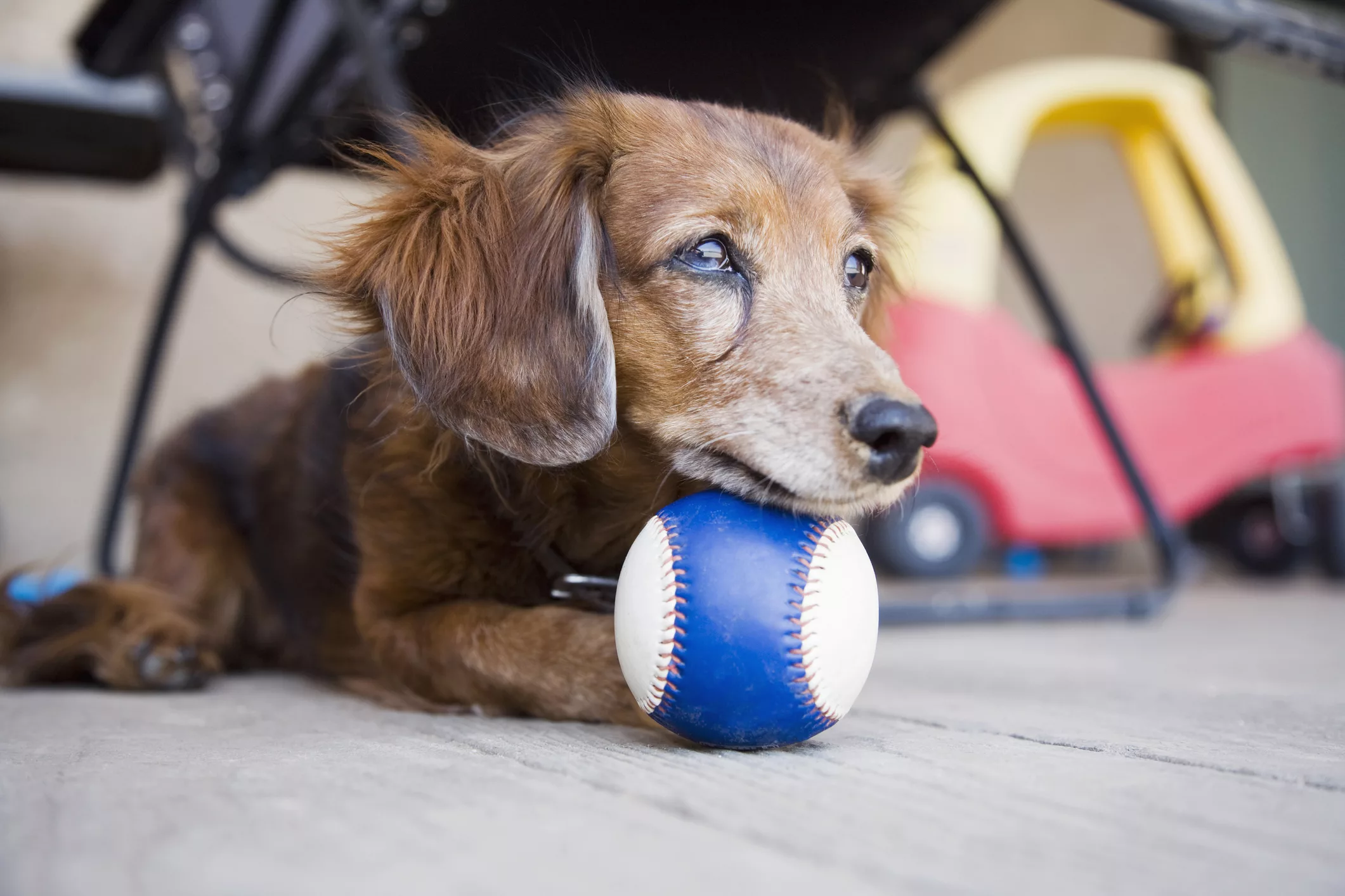 long-haired-dachshund-with-ball