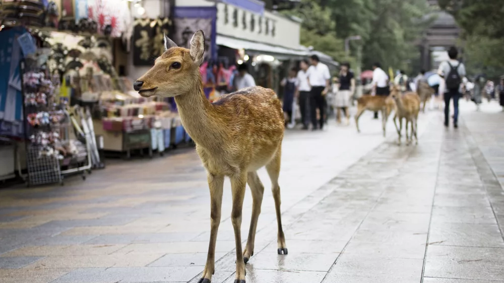 wild-deer-passing-by-souvenir-shops