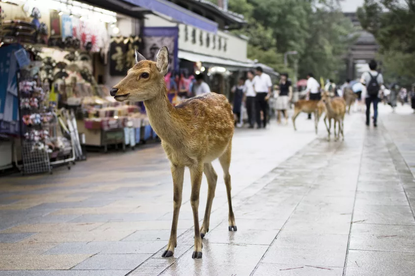 wild-deer-passing-by-souvenir-shops