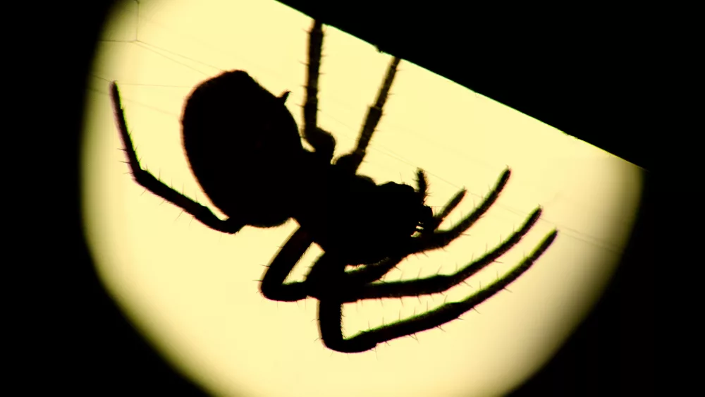 big-spider-in-backlit