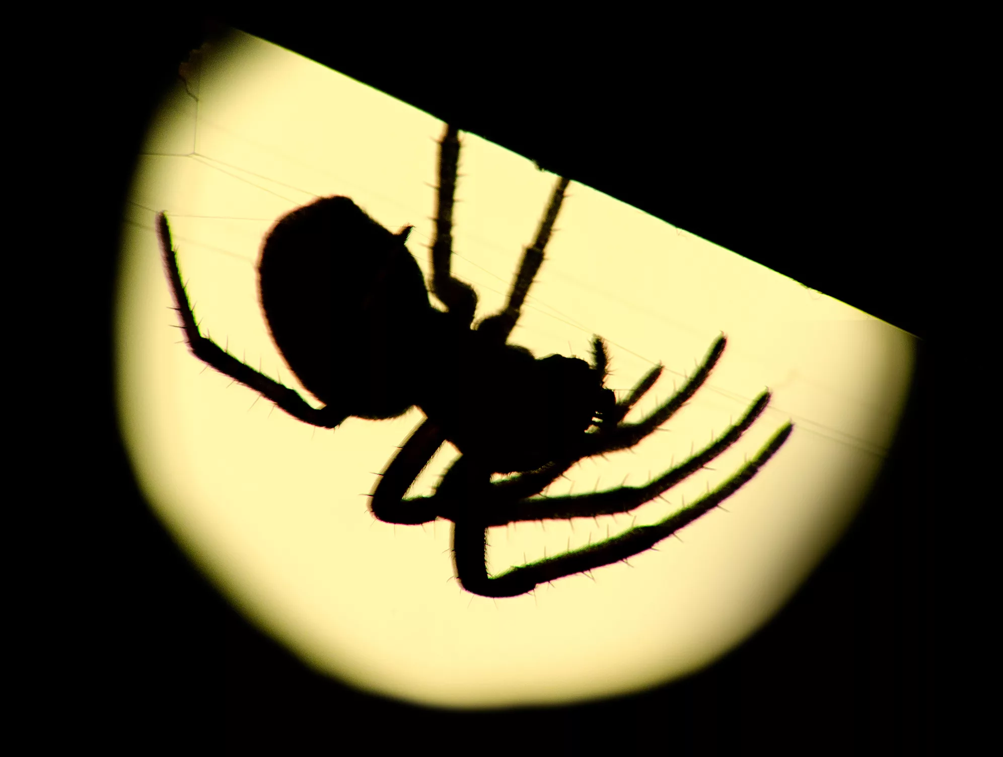 big-spider-in-backlit