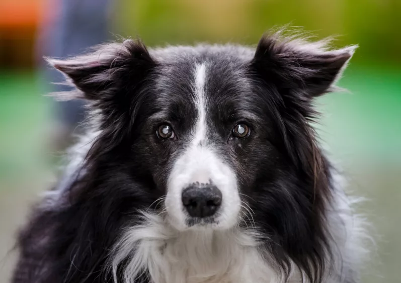 blind-dog-portrait