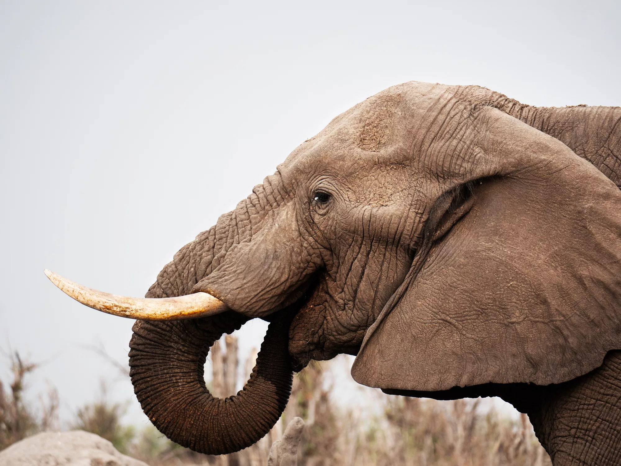 Elephants at a waterhole in Botswana. In Khwai Private Reserve, positioned between Moremi Game Reserve, Chobe National Park and the Khwai River