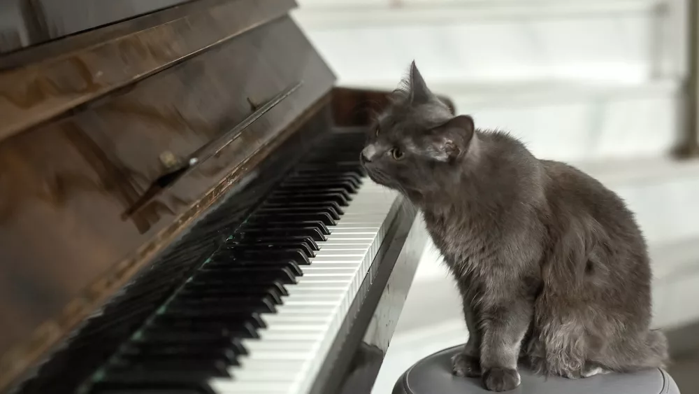 a-gray-fluffy-cat-is-sitting-near-the-piano-piano-keys-and-a-cat