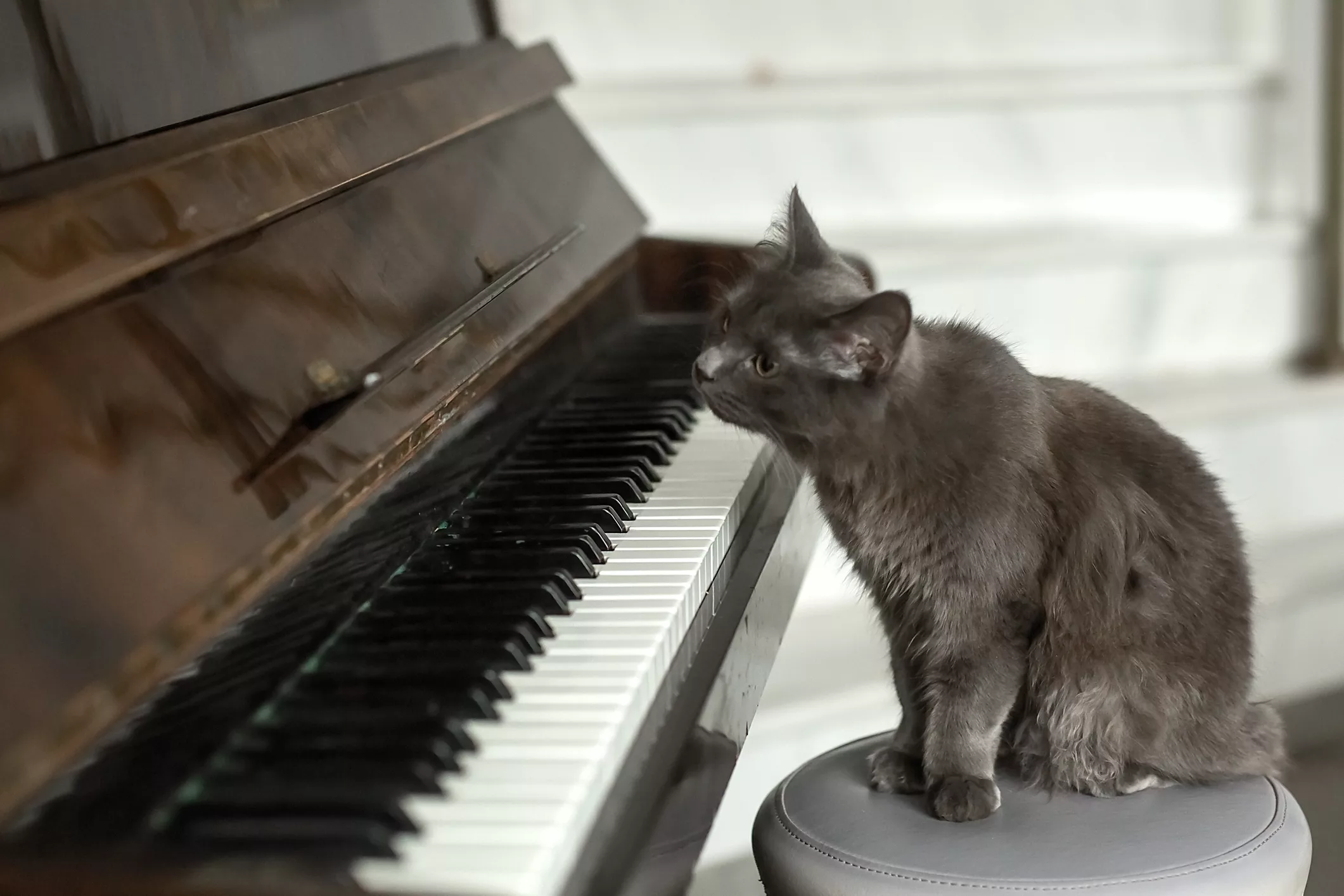 a-gray-fluffy-cat-is-sitting-near-the-piano-piano-keys-and-a-cat