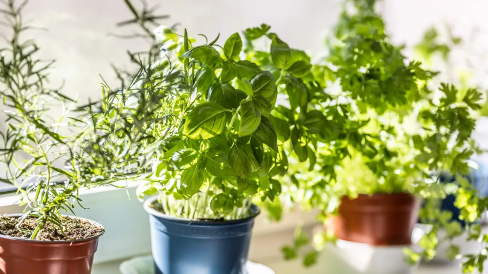 fresh-green-herbs-basil-rosemary-and-coriander-in-pots-placed-on-a-window-frame