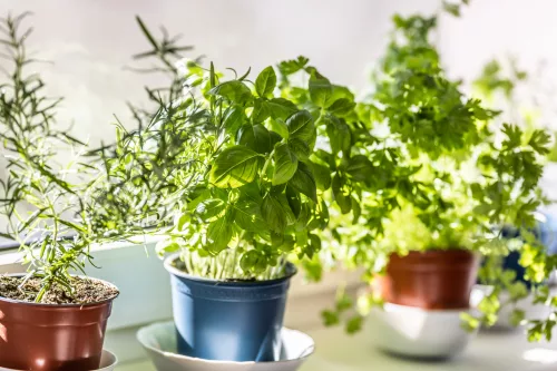 fresh-green-herbs-basil-rosemary-and-coriander-in-pots-placed-on-a-window-frame