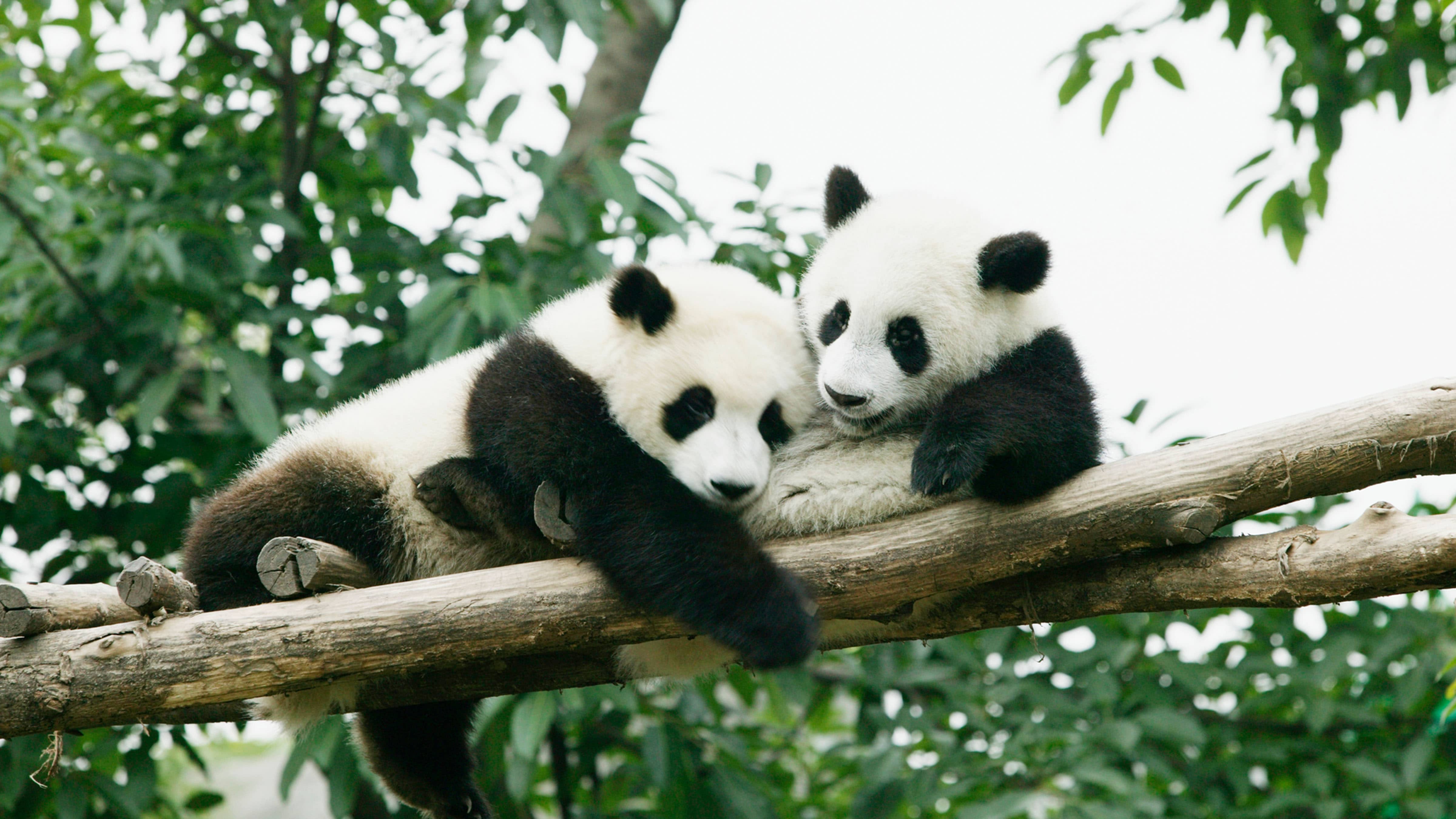 Two giant Pandas (Ailuropoda melanoleuca)in tree - stock photo