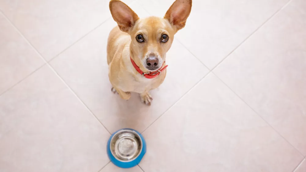 hungry-dog-with-food-bowl