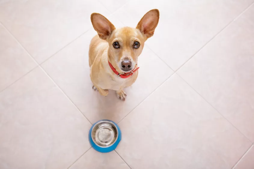 hungry-dog-with-food-bowl