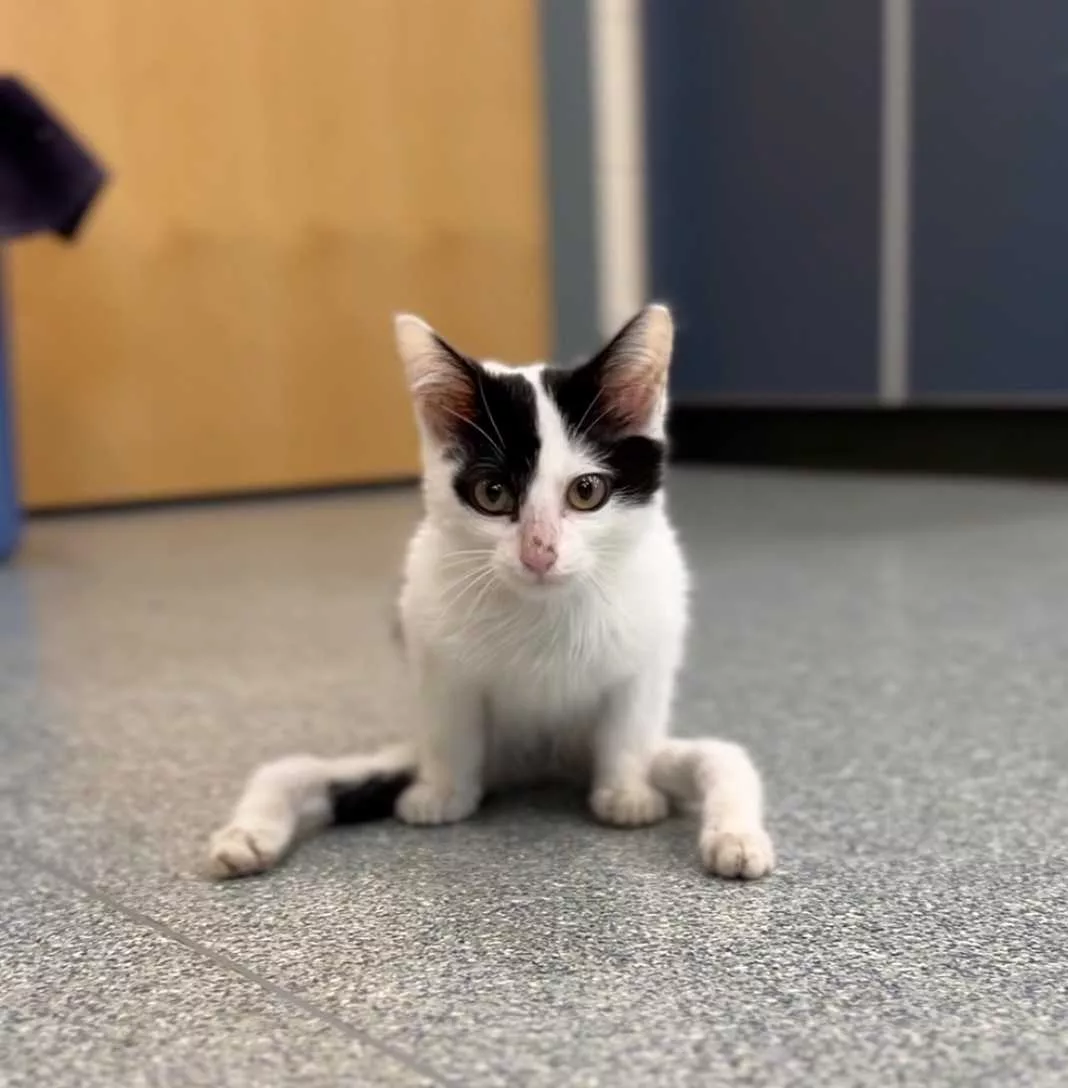 gumby-is-able-to-move-around-and-use-the-litterbox-despite-his-leg-defo-6564b5d288658969990