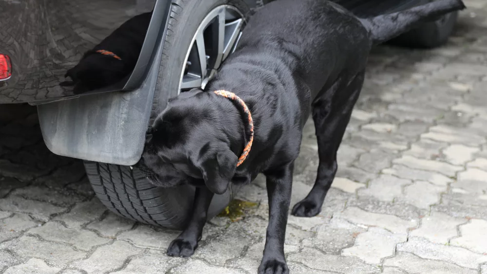 Dozens Of Rare Nirvana Photos Up For Sale 98 Rock Online
