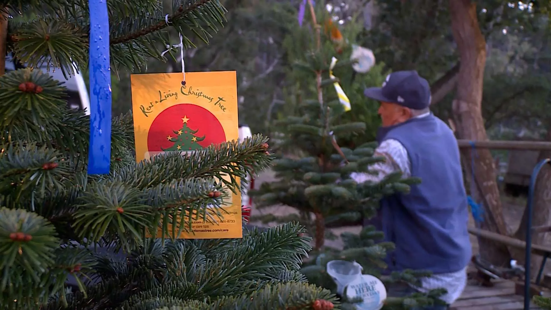 A growing tradition Families embrace ecofriendly living Christmas