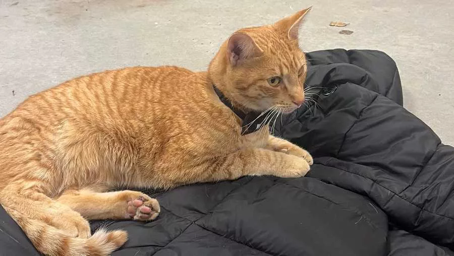 missing gilroy cat found in carmel valley SOURCE: Suzanne Moise