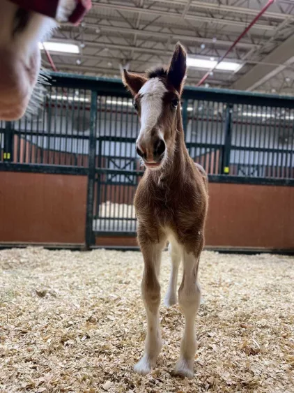 clydesdale-foal-warm-springs-ranch-65ba7f62ae183573490