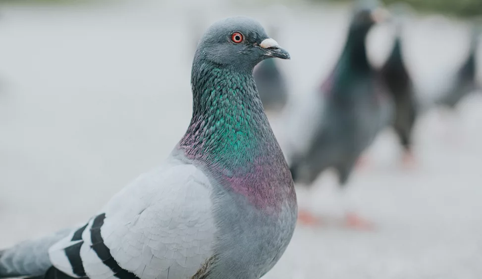 single-pigeon-on-a-path-in-a-park