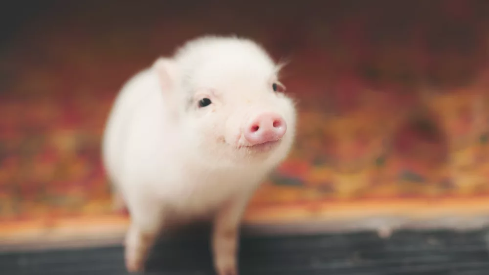 pig-smiling-on-a-doorstep