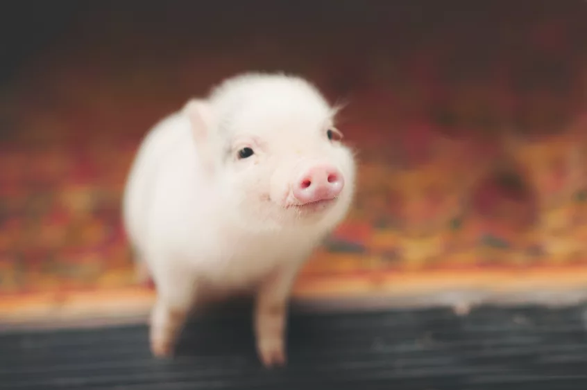 pig-smiling-on-a-doorstep