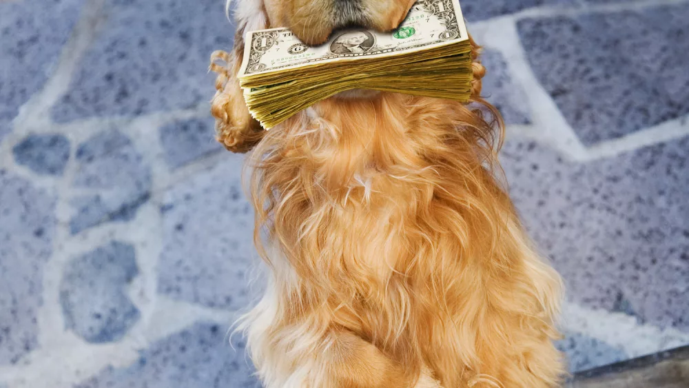 dog-holding-pile-of-paper-currency-in-mouth