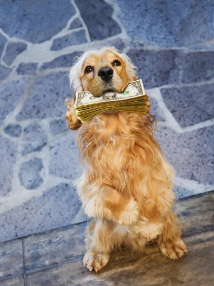 dog-holding-pile-of-paper-currency-in-mouth