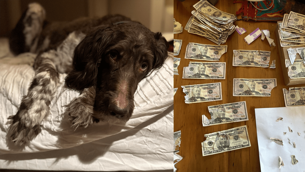 cecil-the-dog-and-money-659623ac8c556855364