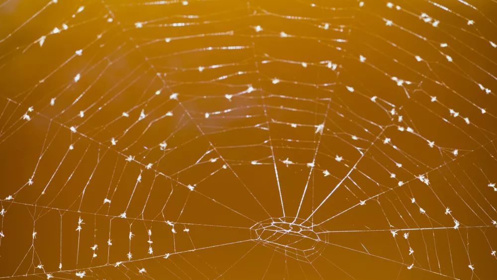 the-spider-web-cobweb-closeup-background